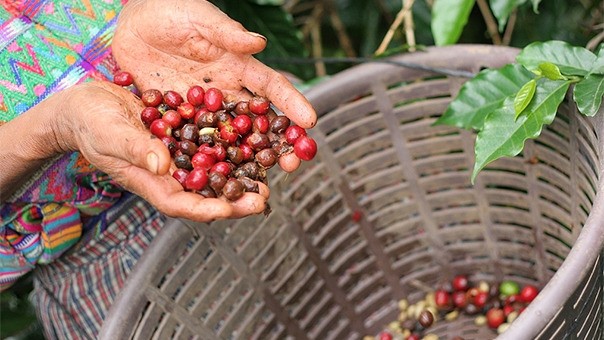 Tour por la Ruta del Café