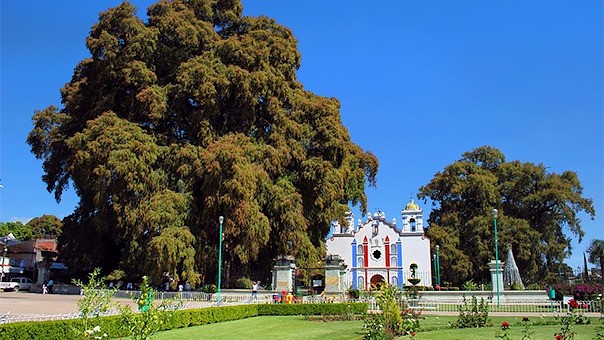 Santa María El Tule, Oaxaca