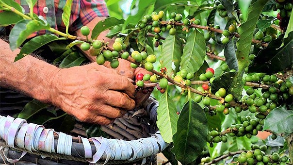 Fincas Cafetaleras Pacífico, San Antonio y Alemania