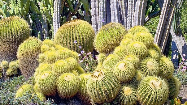 Santuario de los Cactus