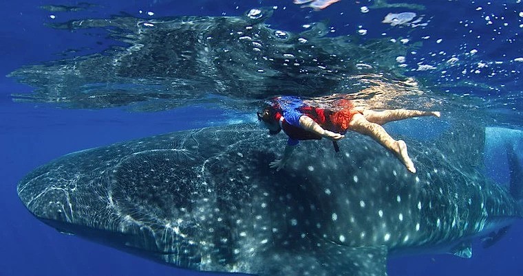 Kanché Operador, Cancún