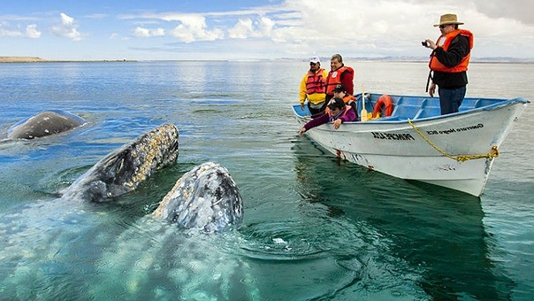 Avistamiento de Ballenas