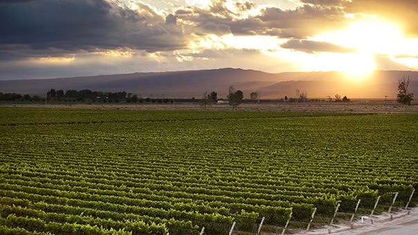 Ruta del Vino, Valle de Guadalupe