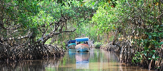 Mangrove and Estuaries Area
