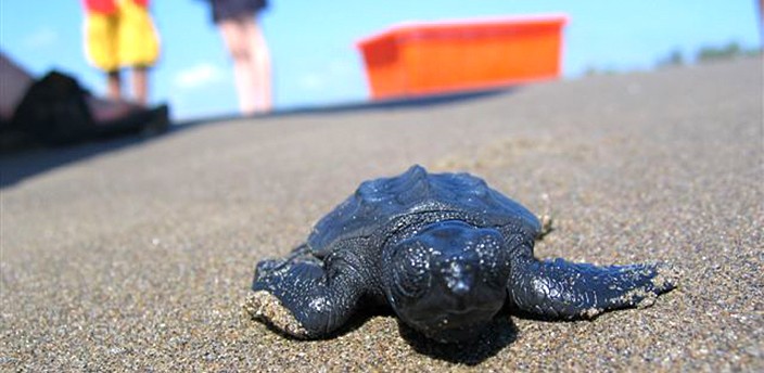 Release of Turtles ⭐ Tecolutla, Veracruz ✈ Experts in Mexico