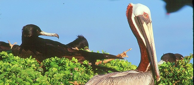 Parque Nacional Isla Contoy, Isla Mujeres