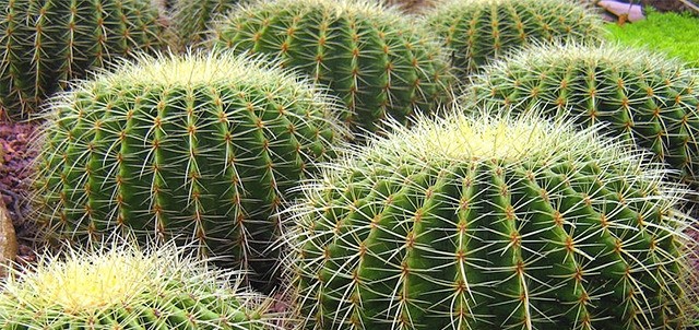 Santuario de los Cactus, La Paz