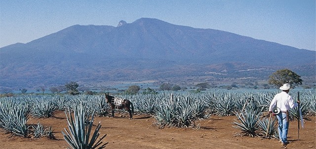 Destilería La Rojeña ( Mundo Cuervo ), Tequila