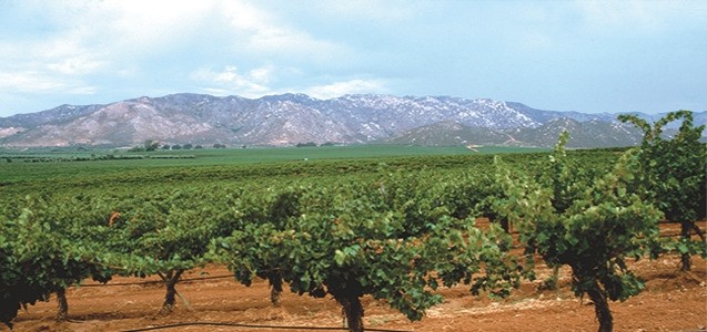 Ruta del Vino, Valle de Guadalupe