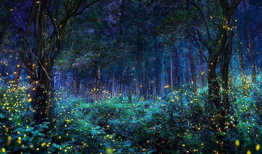 Shrine of the Fireflies