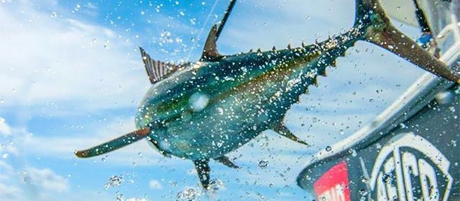 Torneo Internacional de Pesca Marlin y Atún BaDeBa
