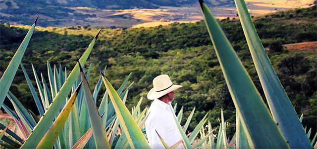 Route Roads of the Mezcal