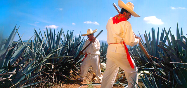 Tequila Route