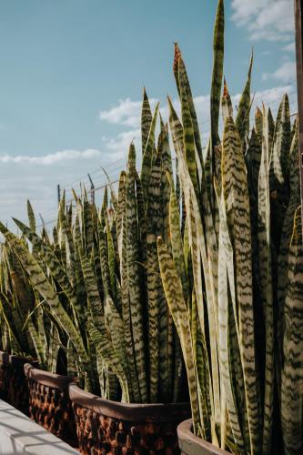 Del Portal, San Miguel de Allende