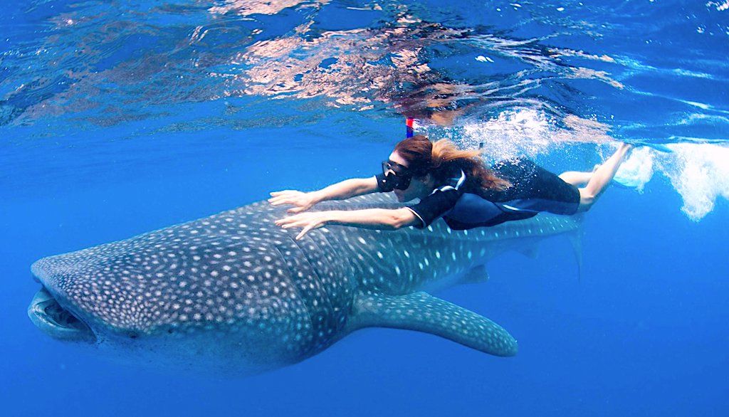 Nado Con Tiburón Ballena En México En Isla Holbox México 9591